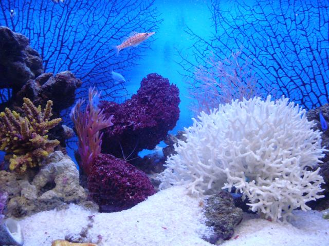 аквариум на заказ под ключ